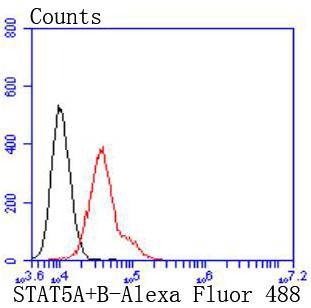 Anti-STAT5A/B Antibody (8D628)