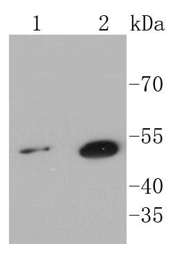 Anti-SHH Antibody (8Q785)
