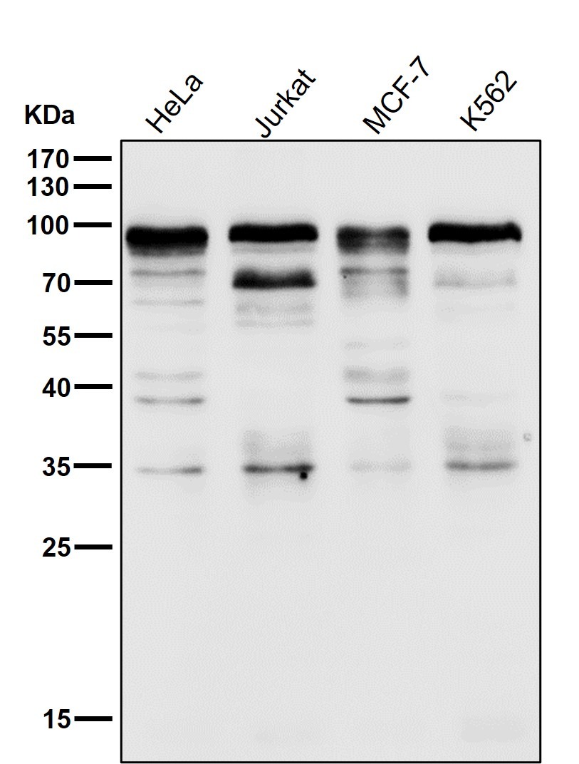 Anti-SP1 Antibody (3K908)