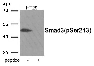 Anti-Phospho-SMAD3 (Ser213) Polyclonal Antibody