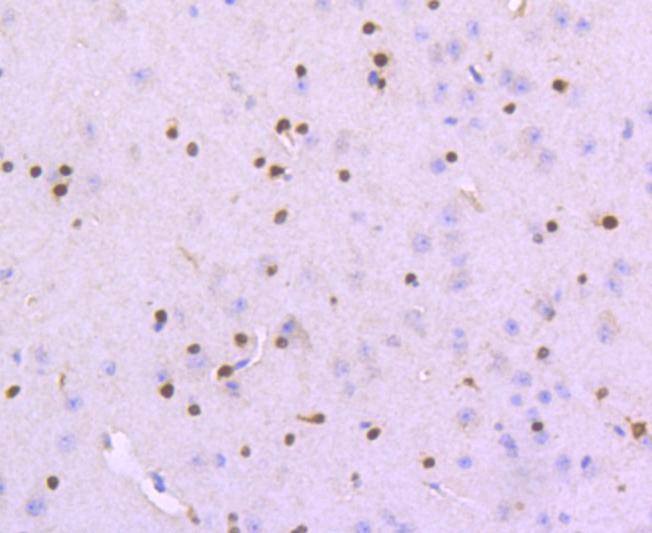 Anti-SOX10 Antibody (3I466)