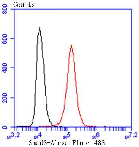 Anti-SMAD3 Antibody (6Y358)