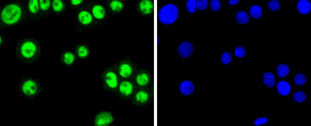 Anti-SP1 Antibody (3K908)
