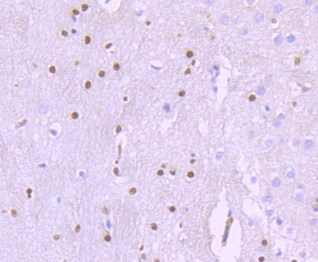Anti-SOX10 Antibody (3I466)