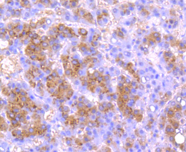 Anti-PLAU/uPA Antibody (8V289)