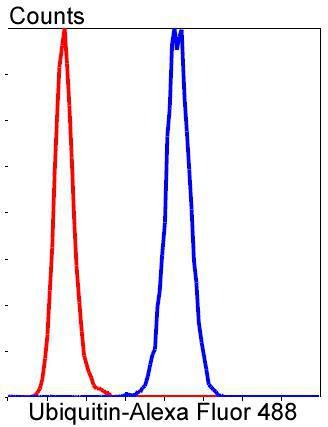 Anti-UBB Antibody (3A357)