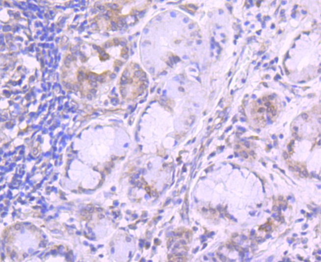 Anti-Transferrin Receptor/TFRC Antibody (4M349)