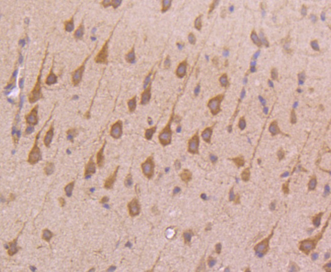 Anti-Transferrin Receptor/TFRC Antibody (4M349)