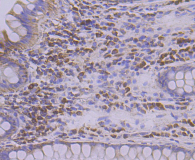 Anti-TREX1 Antibody (9A314)