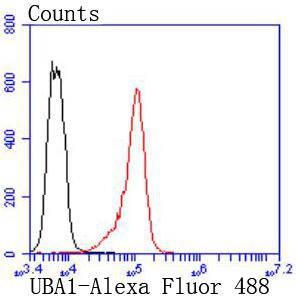 Anti-Ubiquitin Activating Enzyme E1/UBA1 Antibody (1V154)