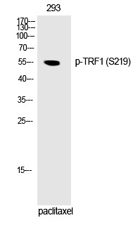 Anti-Phospho-TRF1 (Ser219) Polyclonal Antibody