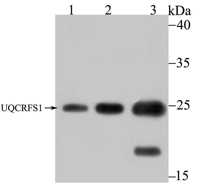 Anti-UQCRFS1 Antibody (8G153)
