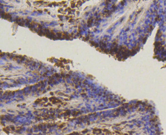 Anti-SUMO1 Antibody (3N929)