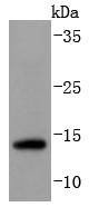Anti-SUMO3 Antibody (9E189)
