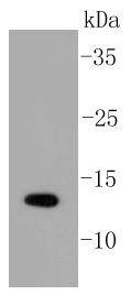 Anti-SUMO1 Antibody (3N929)