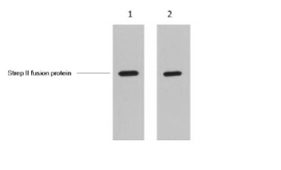 Anti-Strep II Tag Antibody (9K575)