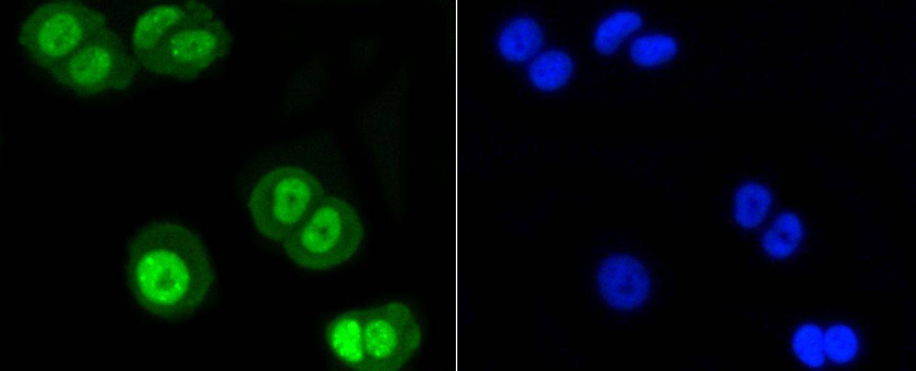 Anti-SUMO1 Antibody (3N929)