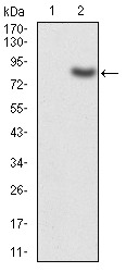 Anti-KAT5 Antibody (3A803)