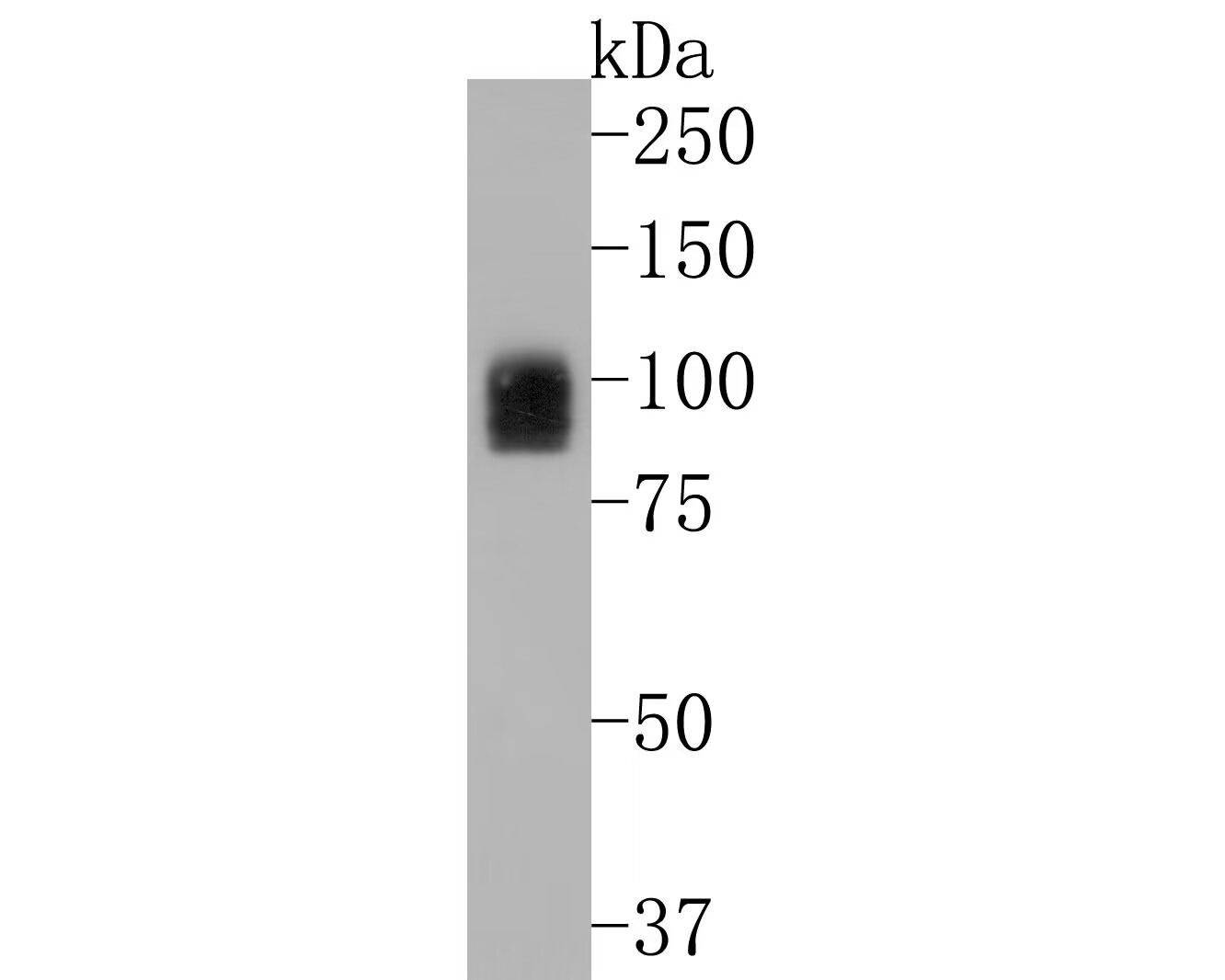 Anti-TLR2 Antibody (7H593)