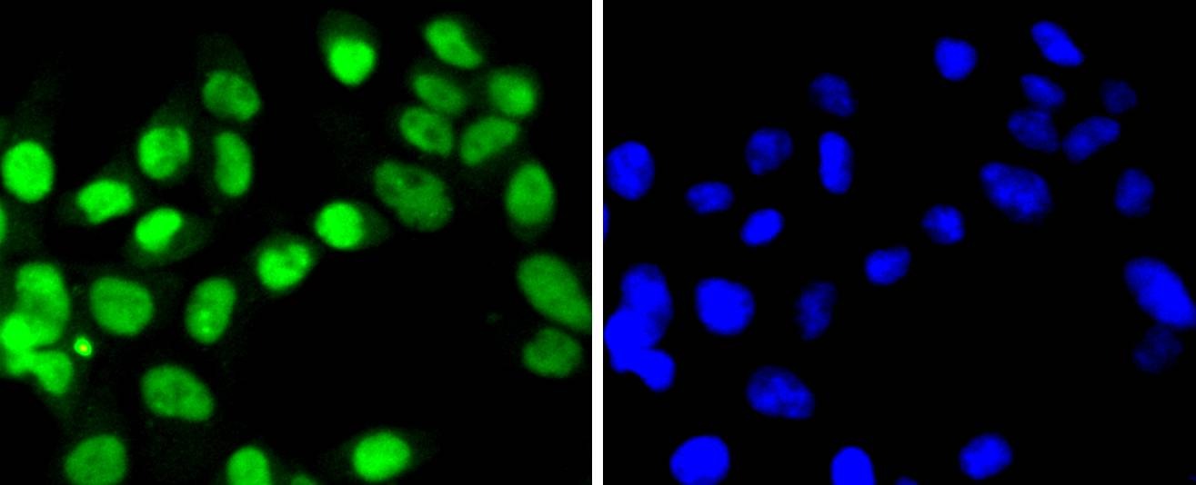 Anti-SUMO4 Antibody (4W157)