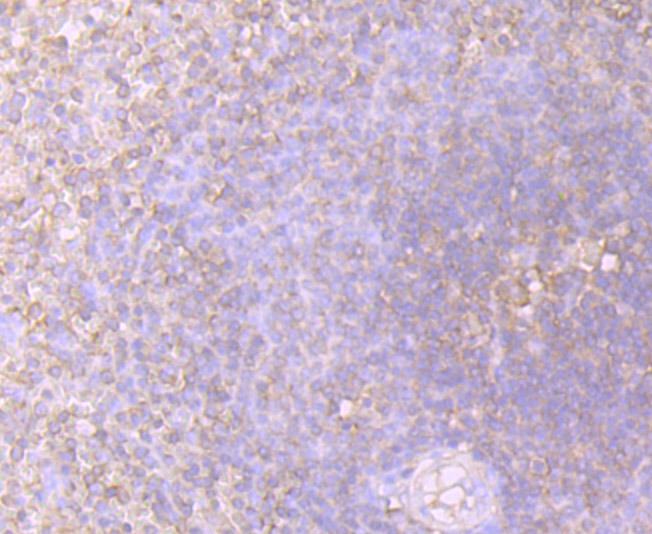 Anti-STIP1 Antibody (2K15)
