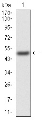 Anti-KAT5 Antibody (3A803)