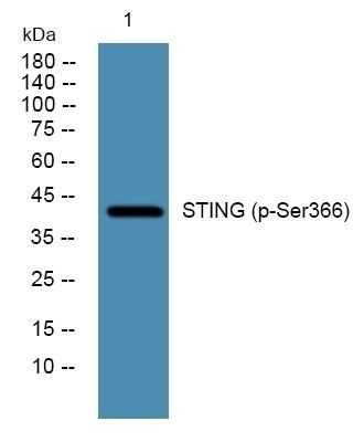 Anti-Phospho-Sting (Ser366) Polyclonal Antibody