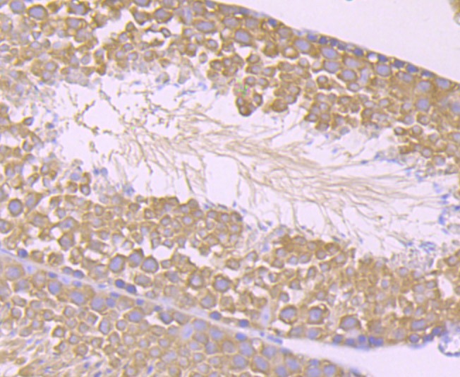 Anti-STIP1 Antibody (2K15)