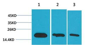 Anti-Survivin Antibody (9D807)