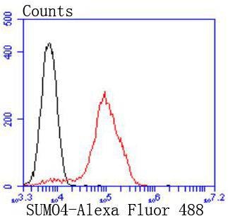 Anti-SUMO4 Antibody (4W157)