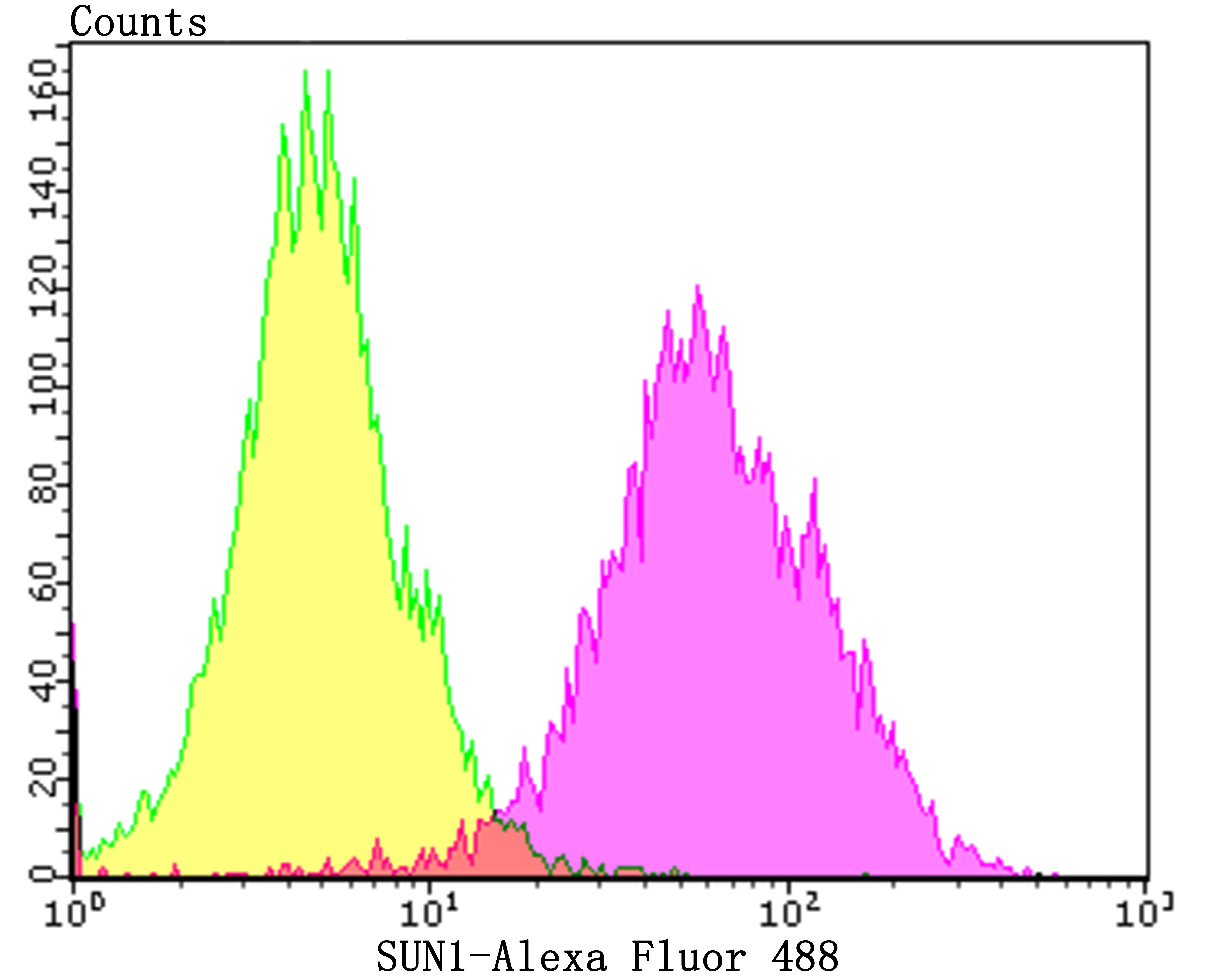 Anti-SUN1 Antibody (3B391)