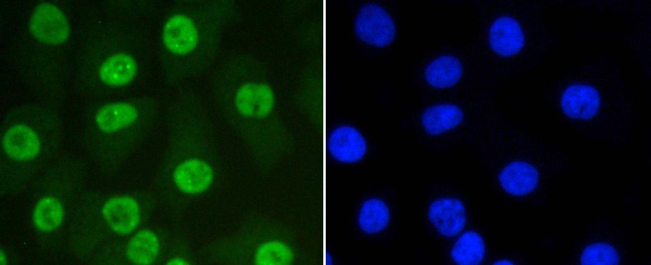 Anti-SUMO1 Antibody (3N929)