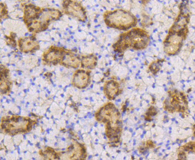 Anti-SUMO1 Antibody (3N929)