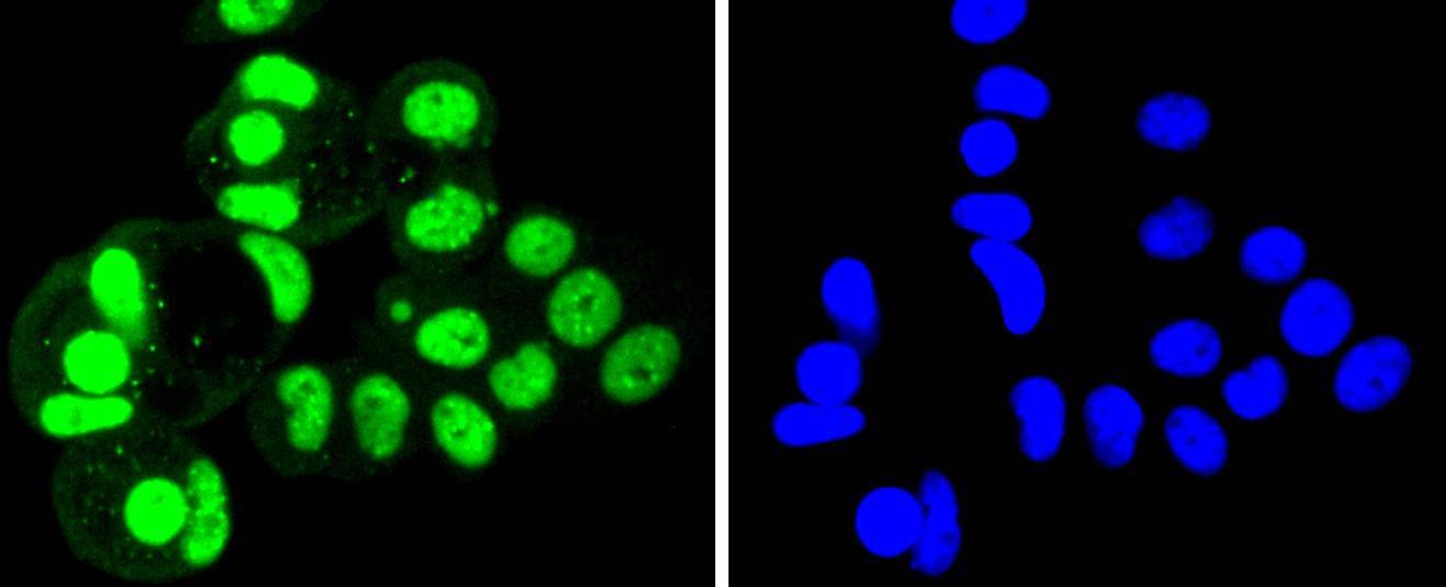 Anti-SUMO4 Antibody (4W157)