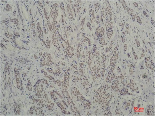 Anti-TBP Antibody (1C626)