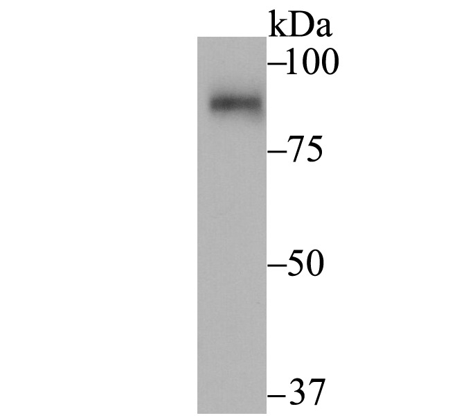 Anti-SUN1 Antibody (3B391)