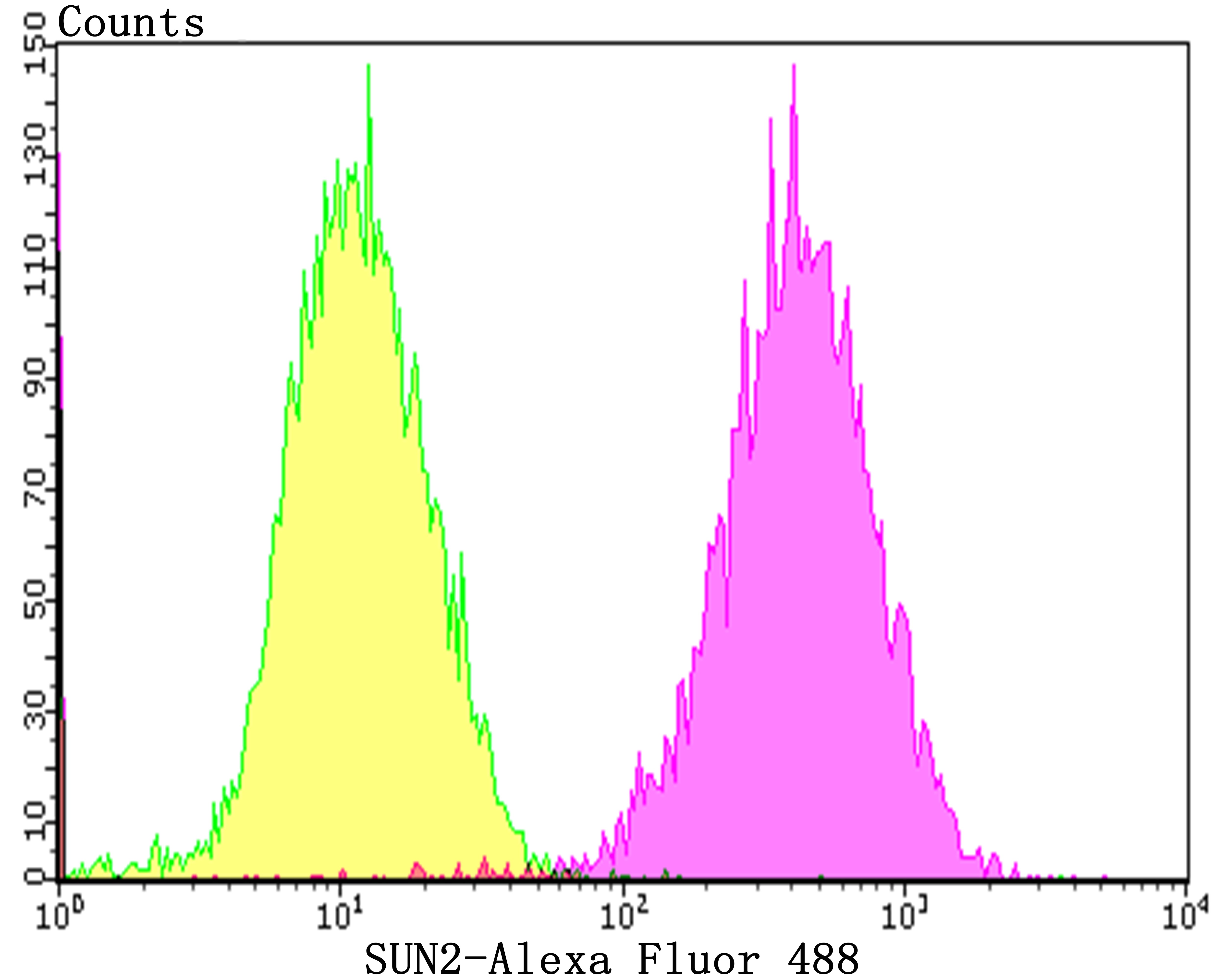 Anti-SUN2 Antibody (2Y616)