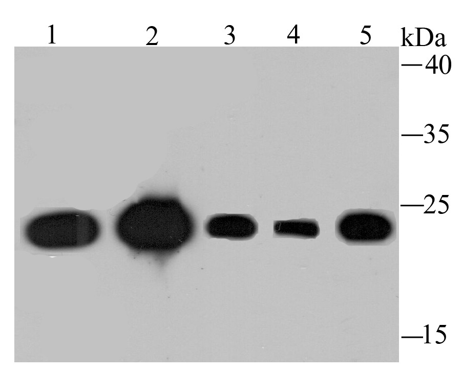 Anti-TCTP/TPT1 Antibody (7X932)