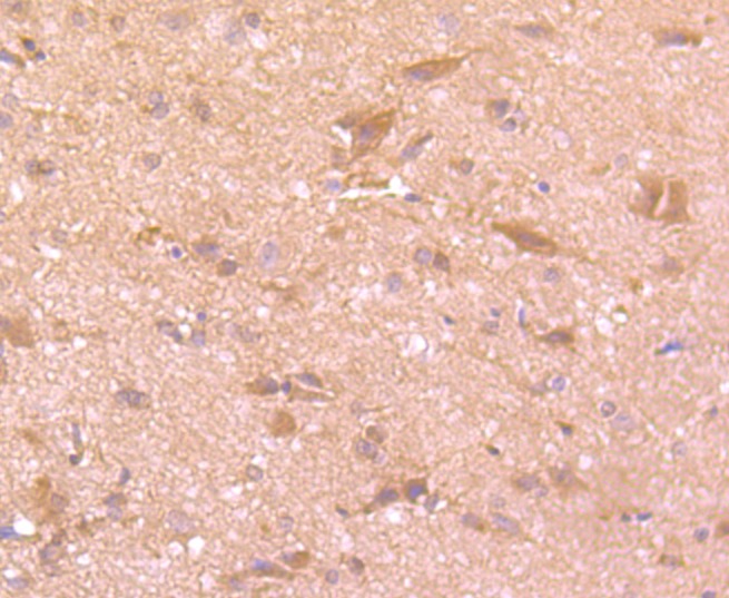 Anti-tPA Antibody (2G74)