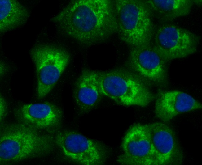 Anti-TLR2 Antibody (7H593)