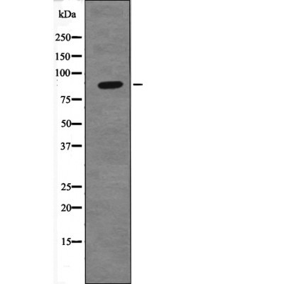 Anti-Phospho-TIF1-β (Ser824) Polyclonal Antibody