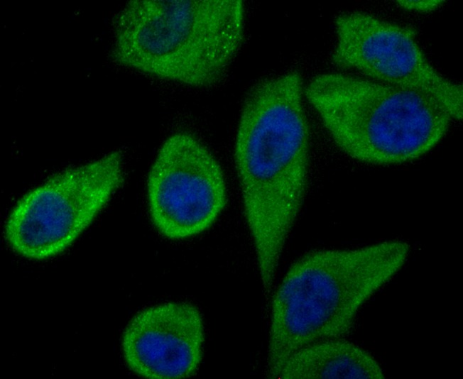 Anti-TLR2 Antibody (7H593)