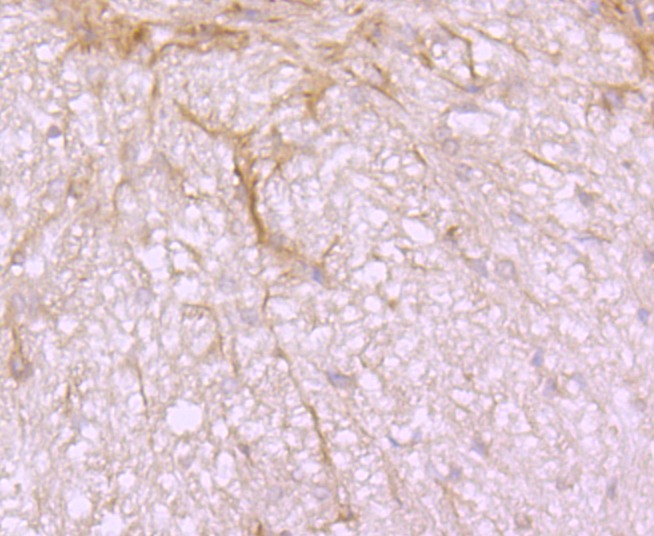 Anti-Src Antibody (6Y413)