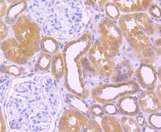 Anti-Src Antibody (6Y413)