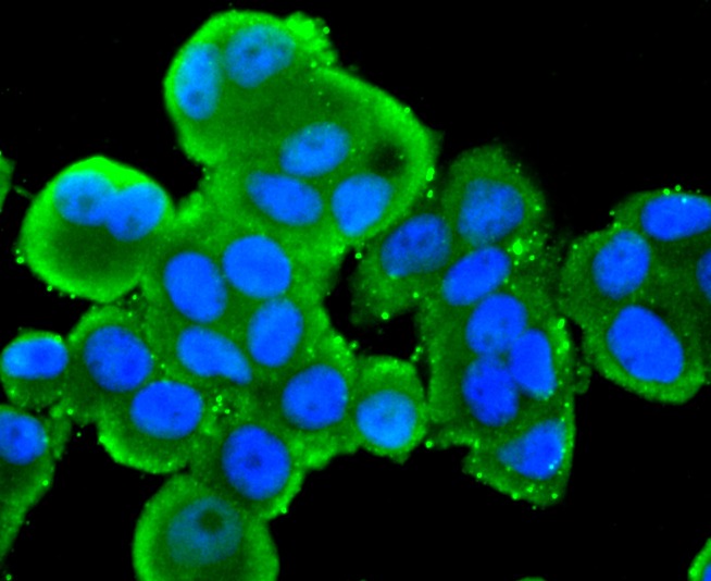 Anti-Src Antibody (6Y413)
