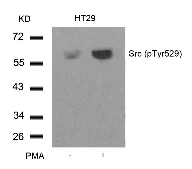 Anti-Phospho-Src (Tyr529) Polyclonal Antibody