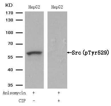 Anti-Phospho-Src (Tyr529) Polyclonal Antibody
