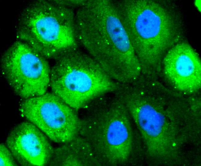 Anti-Src Antibody (6Y413)