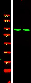 Anti-Phospho-SIK (Thr182) Polyclonal Antibody