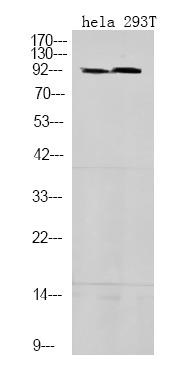 Anti-Phospho-STAT5A/B (Ser725/730) Polyclonal Antibody